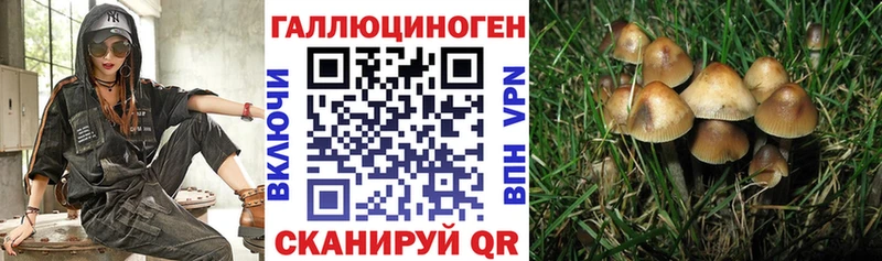 Галлюциногенные грибы Psilocybine cubensis  Купить закладки  Новоалександровск 